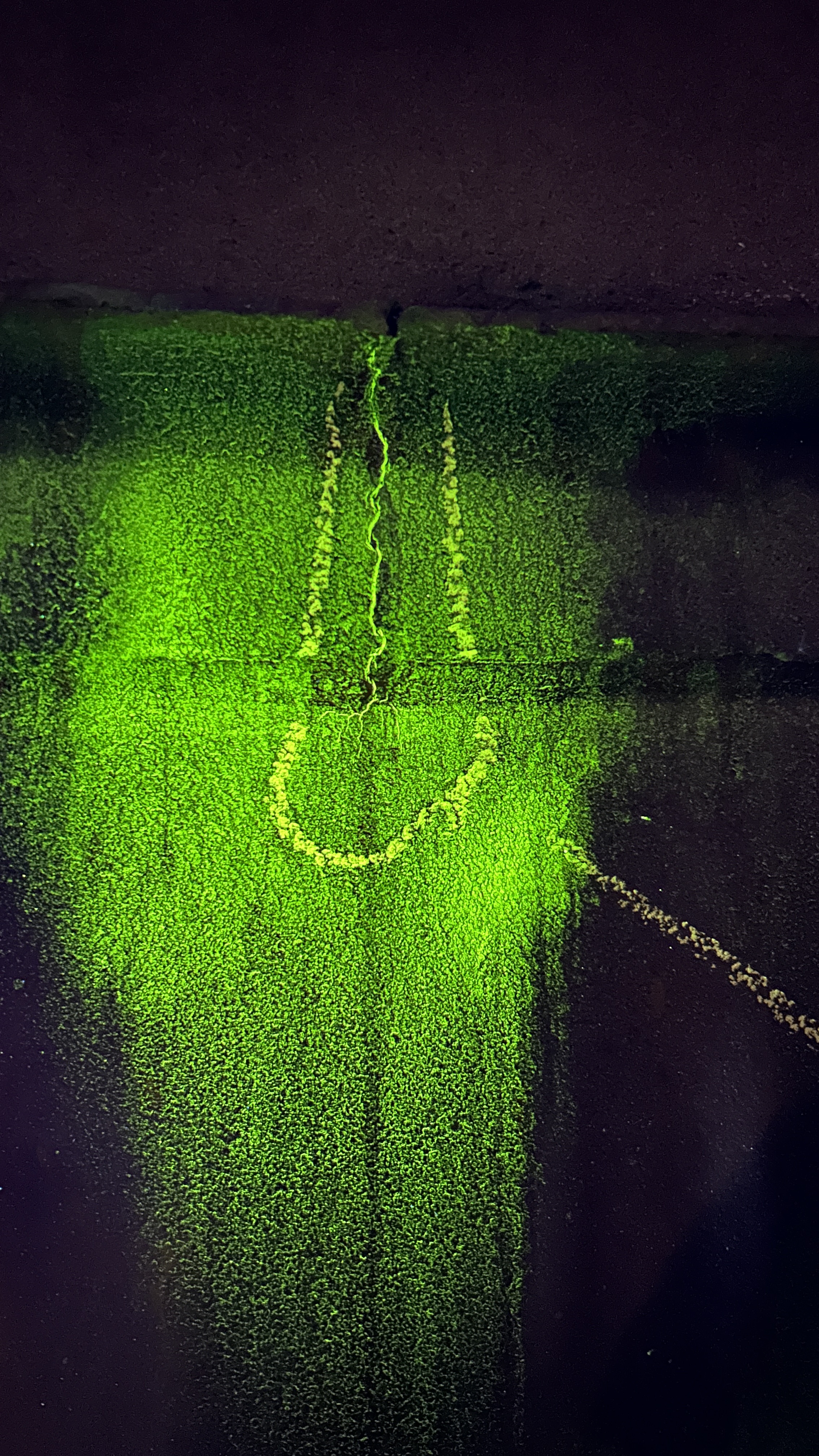 Fluorescent penetrant indication revealing a crack under UV inspection light